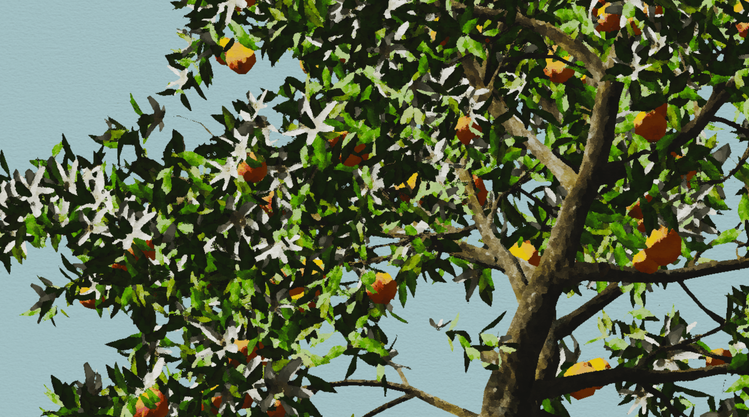 Orange Tree 2 - Anisotropic Kuwahara filter