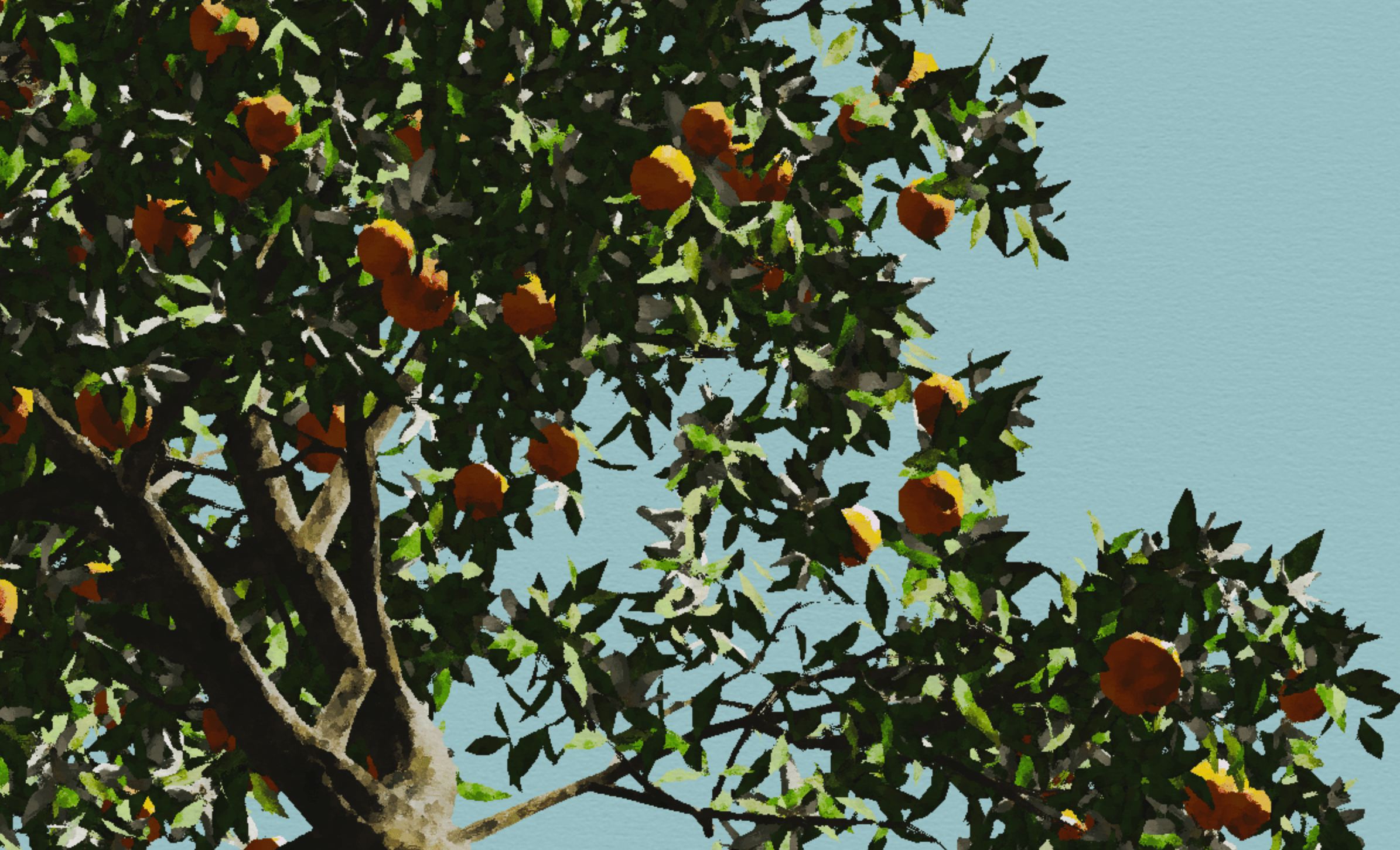 Orange Tree 1 - Anisotropic Kuwahara filter